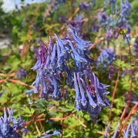 Corydalis  'Spinners'